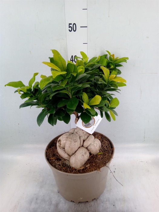 <h4>Ficus microcarpa 'Ginseng'</h4>
