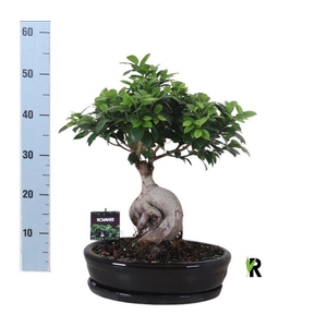 Ficus microcarpa 'Ginseng'