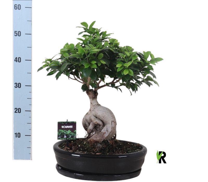 <h4>Ficus microcarpa 'Ginseng'</h4>