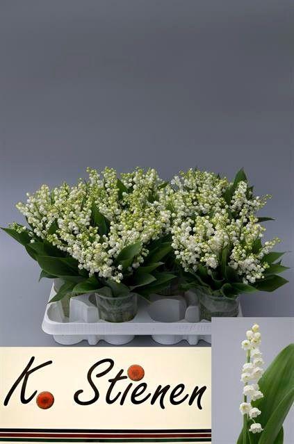 <h4>CONVALLARIA MAJALIS</h4>