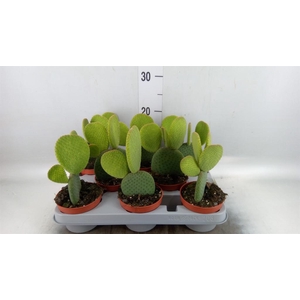 Opuntia