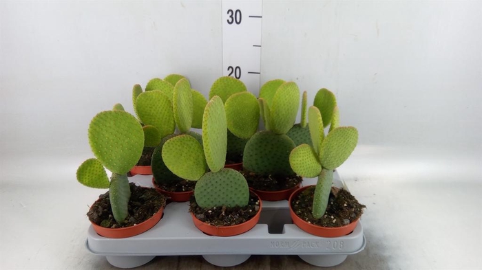 <h4>Opuntia</h4>