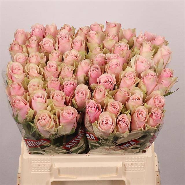 <h4>R GR PINK ATHENA</h4>