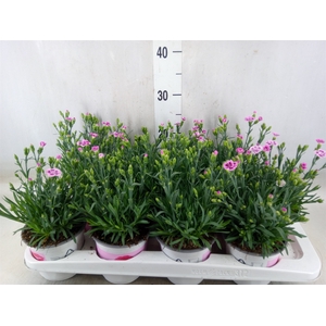 Dianthus  'Pink Kisses'