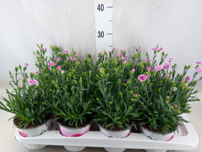 <h4>Dianthus  'Pink Kisses'</h4>