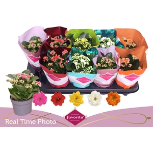 KAL GE PERF GEM 5 KL