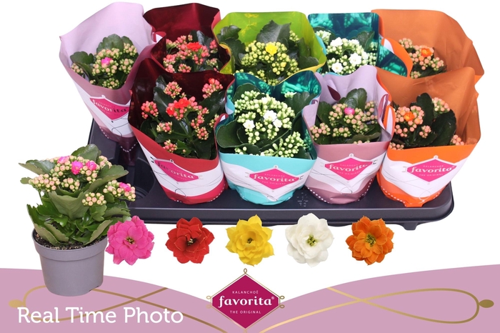 <h4>KAL GE PERF GEM 5 KL</h4>