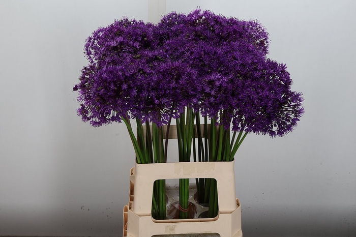 <h4>Allium Purple Sens</h4>