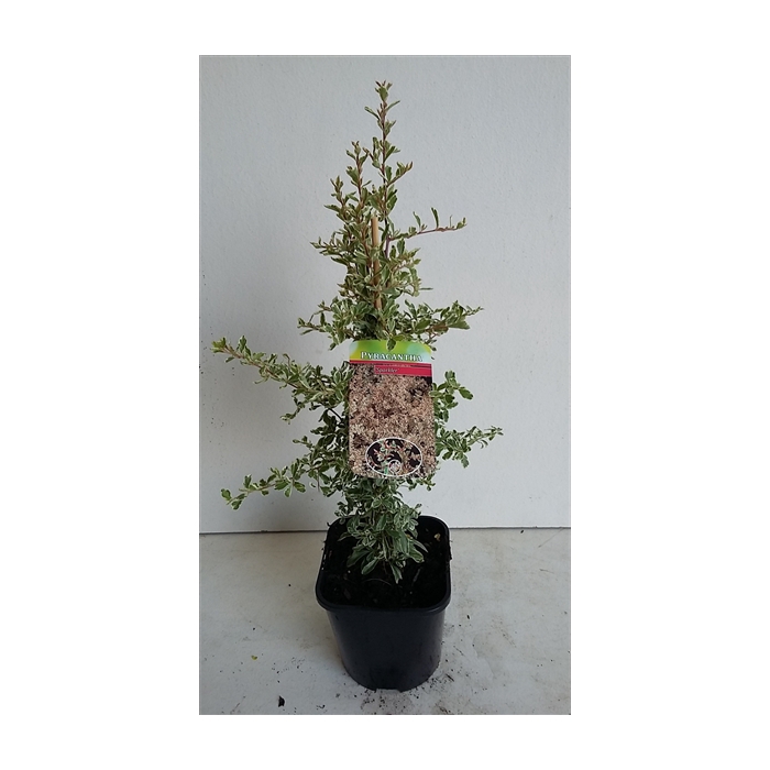 <h4>Pyracantha Sparkler</h4>