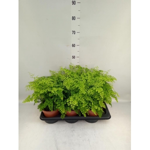 Adiantum raddi. 'Fragrans'