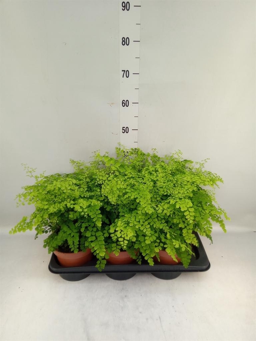 <h4>Adiantum raddi. 'Fragrans'</h4>