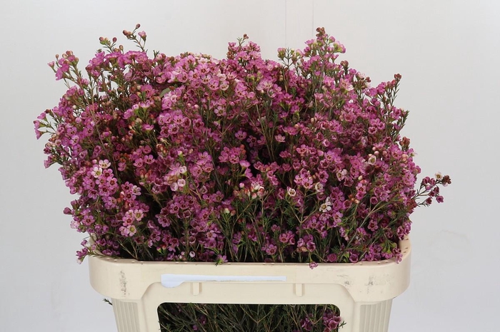 <h4>Chamelaucium Painted Lady</h4>