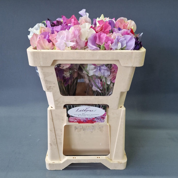 <h4>LATHYR ODORATUS GEM</h4>