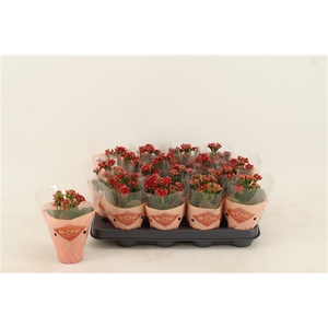 Kalanchoe Double, Le Chic Red