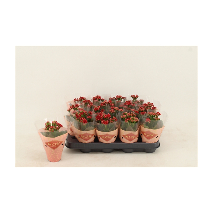 <h4>Kalanchoe Double, Le Chic Red</h4>