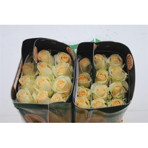 R Gr Eq Peach Avalanche