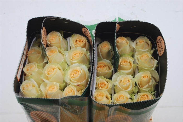 <h4>R Gr Eq Peach Avalanche</h4>