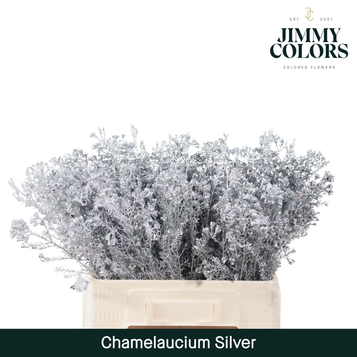 <h4>Waxflower L60 Silver</h4>