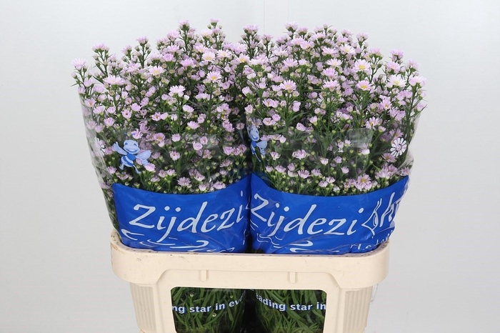 <h4>Aster Claudia</h4>