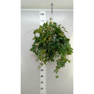 Cissus rhombifolia 'Ellen Danica'