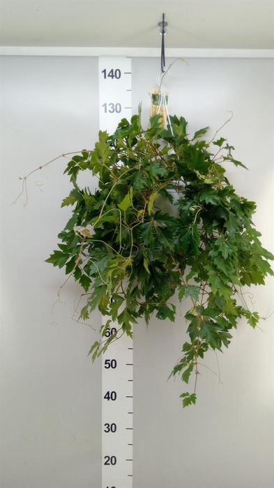 <h4>Cissus rhombifolia 'Ellen Danica'</h4>