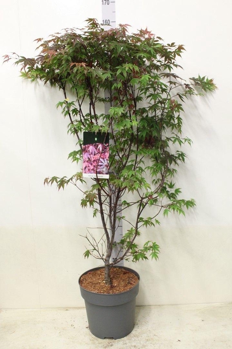 <h4>Acer palmatum 'Atropurpureum' P32 potgekweekt</h4>