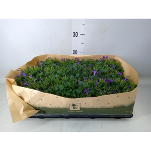 Campanula porten. 'Get Mee'