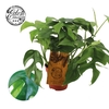 Monstera Minima 12cm