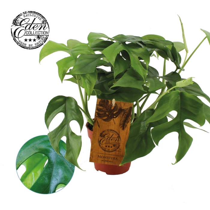 <h4>Monstera Minima 12cm</h4>