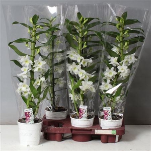 ** Dendr N Sc Apollon 1 Branche * Spring Deal *