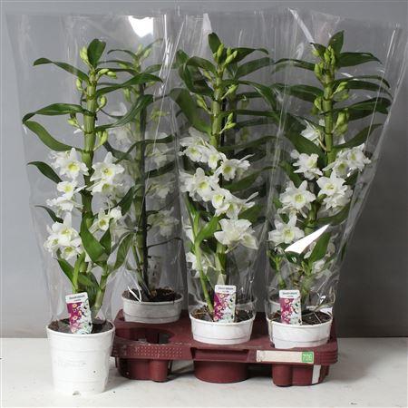 <h4>** Dendr N Sc Apollon 1 Branche * Spring Deal *</h4>