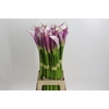 Zantedeschia Eydolls Purple White