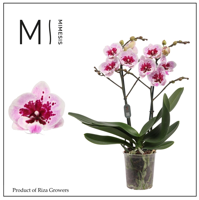 <h4>Phalaenopsis Hot Lip 2 spike - 12cm | Mimesis</h4>