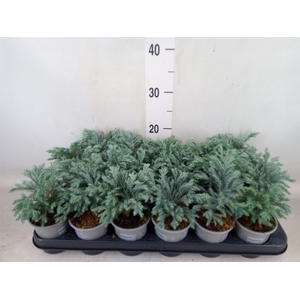 Chamaecyparis pis. 'Sky Blue'