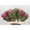 Protea Empress