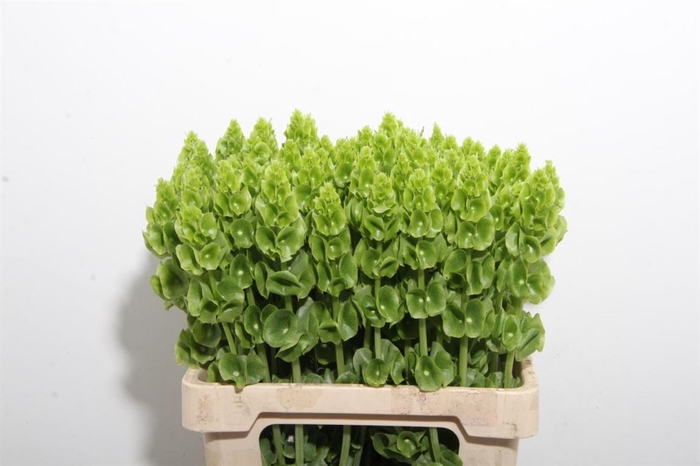 <h4>Moluccella Stuk</h4>