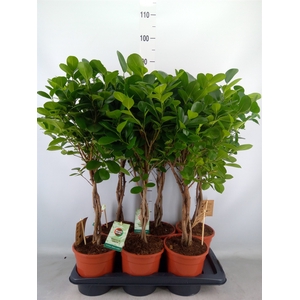 Ficus microcarpa 'Moclame'