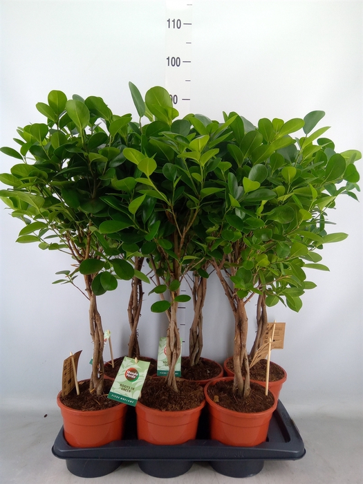 <h4>Ficus microcarpa 'Moclame'</h4>