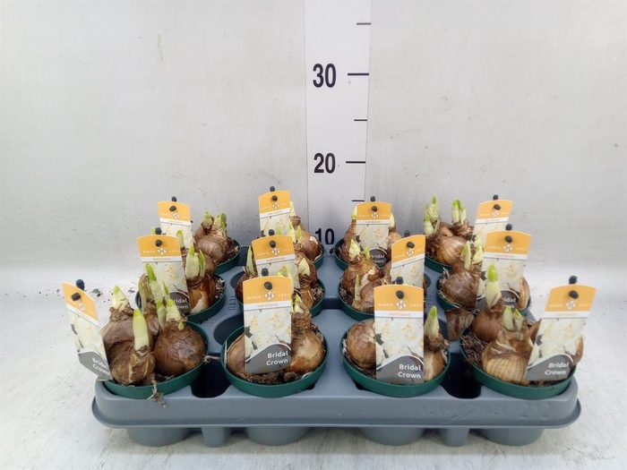 <h4>Narcissus DU 'Bridal Crown'</h4>