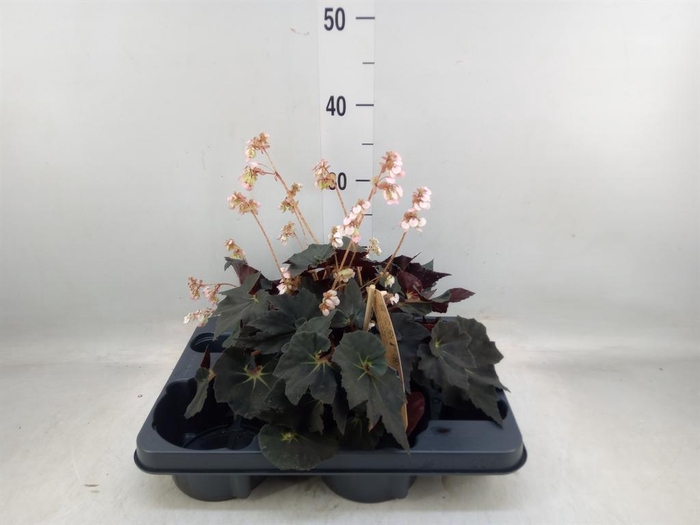 <h4>Begonia BD   ...</h4>