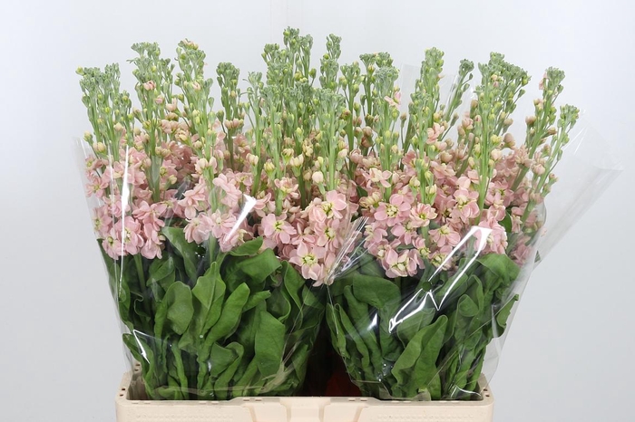 <h4>Matth Milla Salmon</h4>