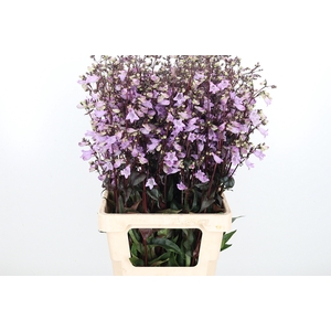 Penstemon Di Joke