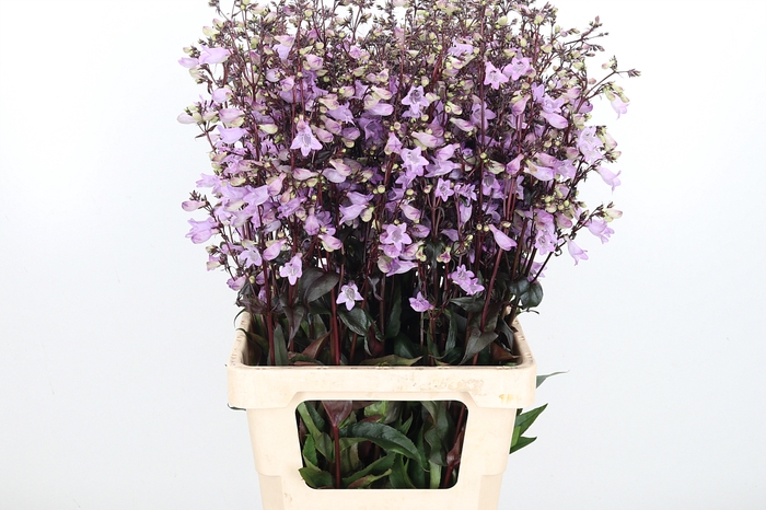 <h4>Penstemon Di Joke</h4>