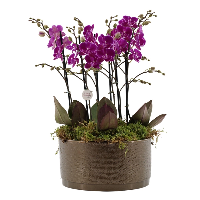 <h4>Flower Symphony | 3 x 2 tak FS paars in Sarah Bowl</h4>