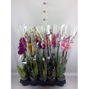 Phalaenopsis   ...mix