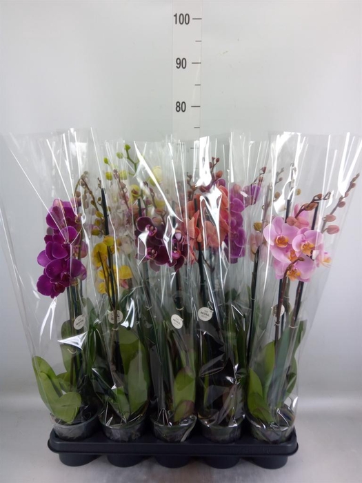 <h4>Phalaenopsis   ...mix</h4>