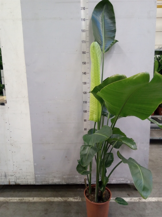 <h4>Strelitzia nicolai</h4>