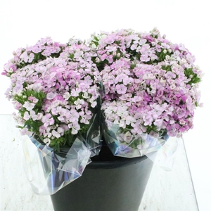 Di Barb Amazon Rose Magic