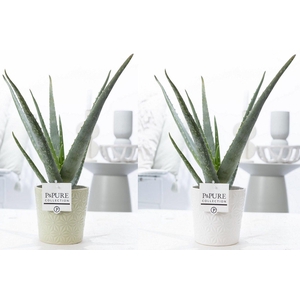 Aloe Vera in P&PURE Juliette ceramics ass.2