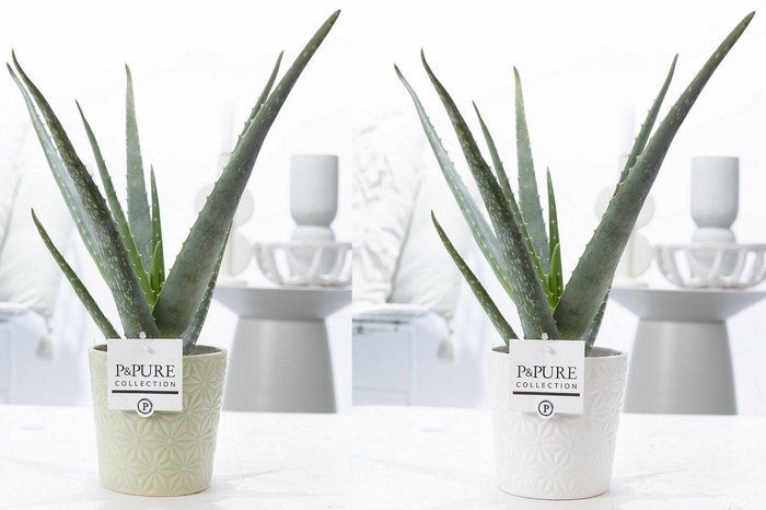 <h4>Aloe Vera in P&PURE Juliette ceramics ass.2</h4>